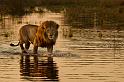 166 Okavango Delta, leeuw